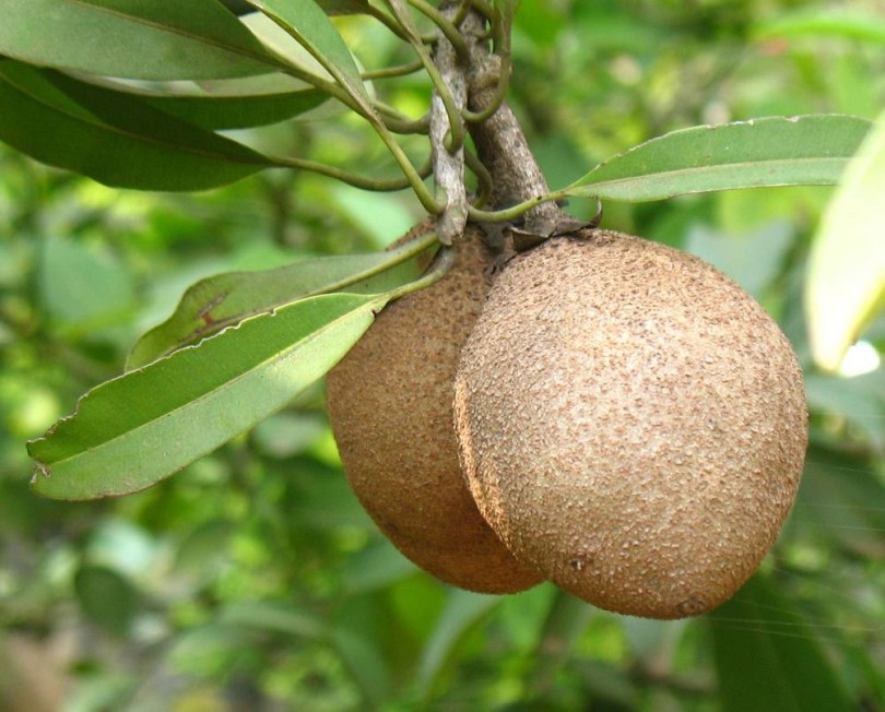 Sapodilla - Különleges gyümölcstermők az Egzotikus Növények Stúdiója kínálatából
